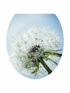 Сиденье на унитаз мягкое с рис. Одуванчик